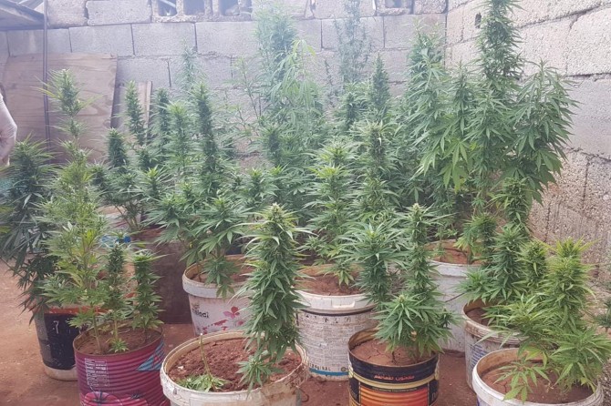 Gaziantep’te saksıda hint keneviri yetiştiren şüpheli tutuklandı