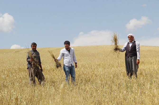 Keda salekê ya cotkaran bi teyroka ku barîya heba bû