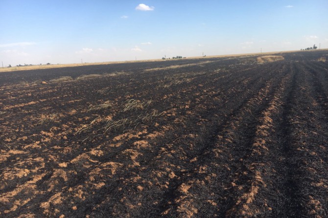 Kızıltepe'de çıkan yangında 170 dönüm buğdayı kül oldu