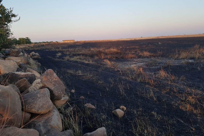 Şanlıurfa Viranşehir'de 150 dönüm ekili arazi küle döndü