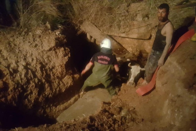Lağım çukuruna düşen inek kurtarıldı