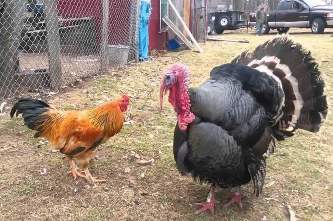 Tavuk ve hindi üretimi arttı