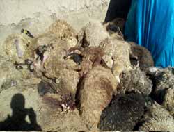 Yırtıcı Hayvanlar 40 Koyunu Telef Etti