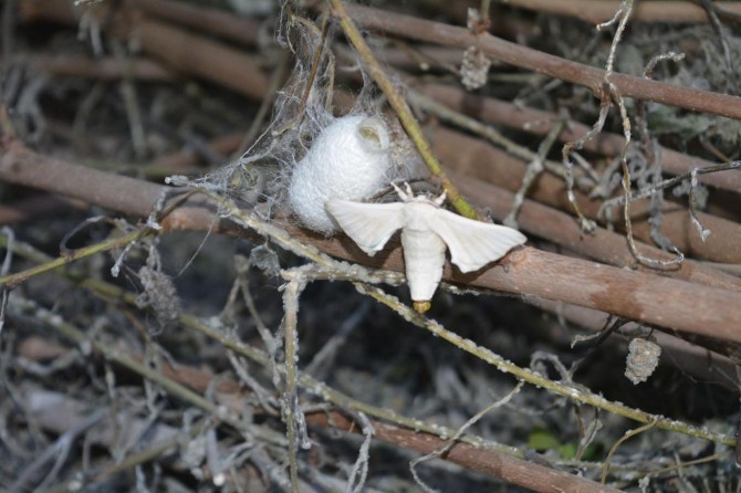 Batman’da ipekböceği 140 aileye gelir kaynağı oldu