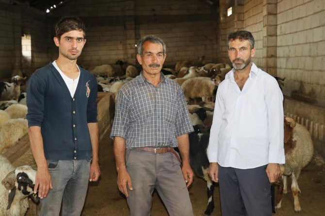 ​Gaziantep’te hayvan yetiştiricilerinin hırsızlarla başı dertte