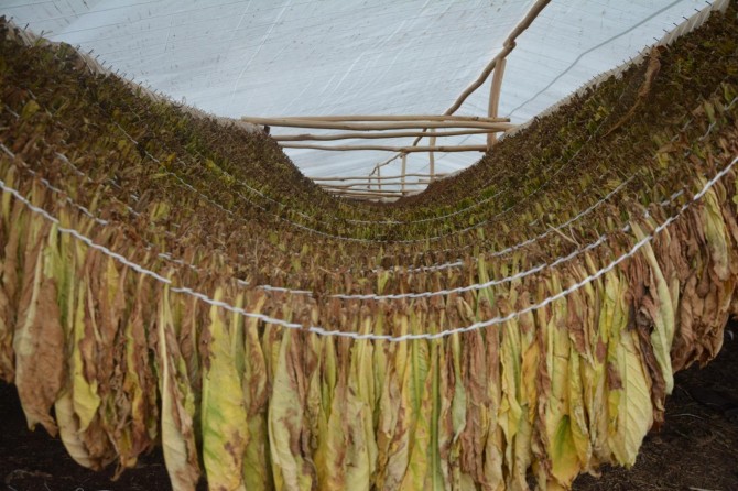 Sözleşme dışı üretilen tütünlerin alım satım esasları belirlendi