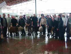 Gaziantep Umut-Der'den 500 Aileye Et Yardımı