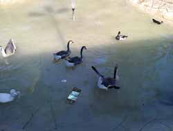 Tarsus'taki Hayvanat Bahçesi Pislik İçinde