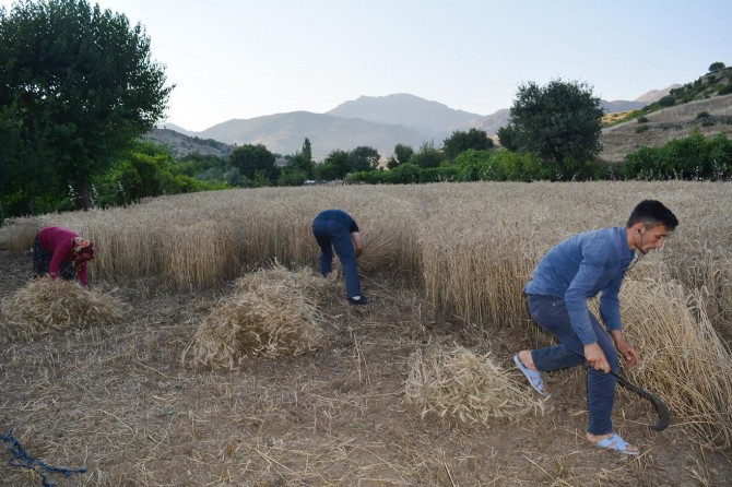 Paleyîya genim bi dasan dikin