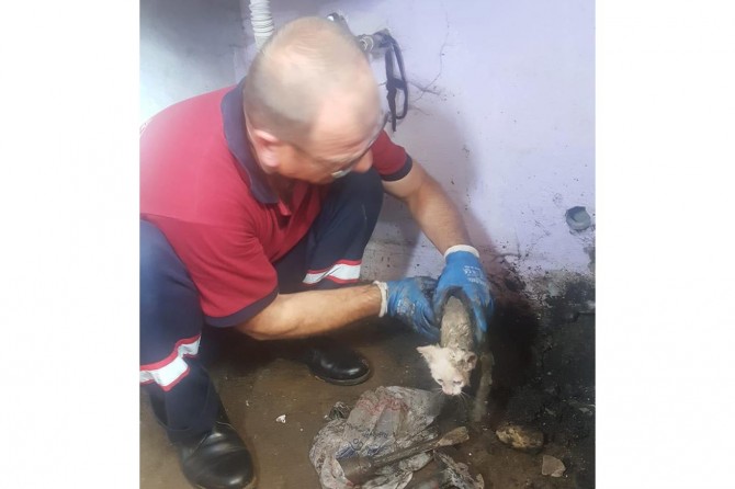 Batman’da lağım borusuna sıkışan kedi kurtarıldı