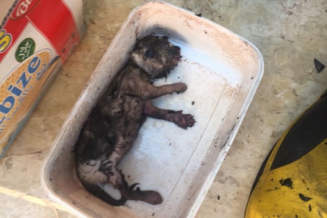 ​Batman’da yavru kedi yangında telef oldu