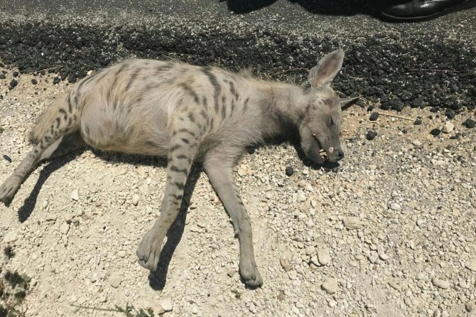 A striped hyena killed in Batman