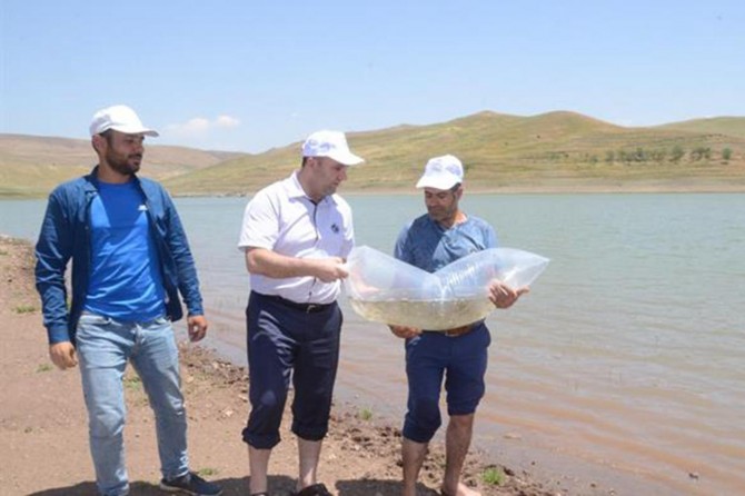 Muş'ta 85 bin yavru balık suya bırakıldı