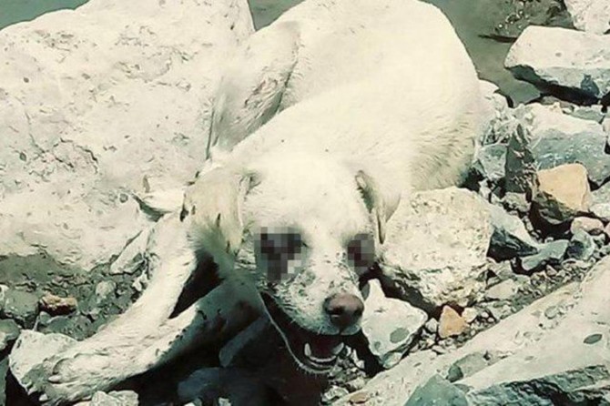 Hakkâri Valiliğinden gözleri oyulan köpek ile ilgili açıklama