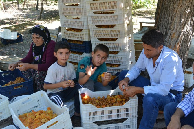 Kayısı çekirdeği de çiftçiye önemli bir gelir kaynağı