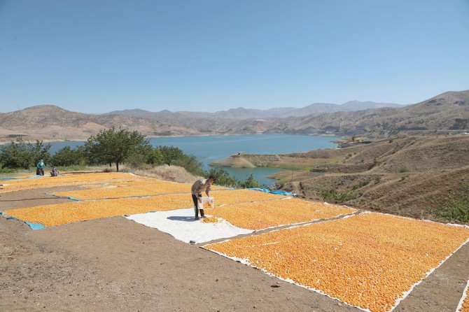 Dünya kuru kayısı üretiminin yüzde 85'i Malatya'dan karşılanıyor