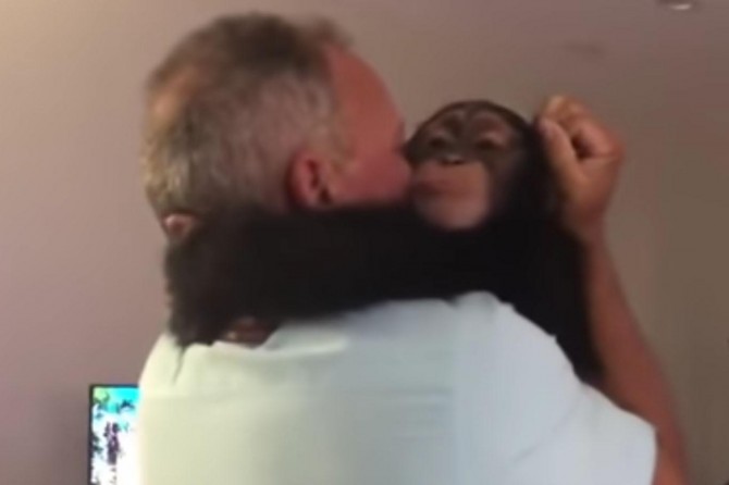 Bakıcılarını gören şempanzenin büyük sevinci