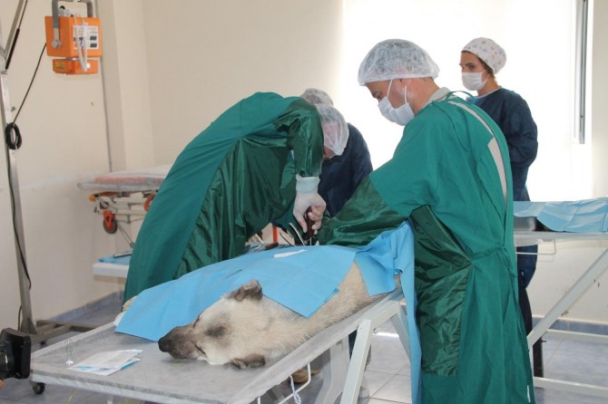 Hayvanlara şiddete tepkiler artıyor