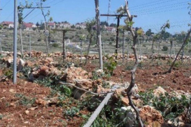 İşgalci siyonist yerleşimciler Filistinlilerin üzüm bağlarına zarar verdi