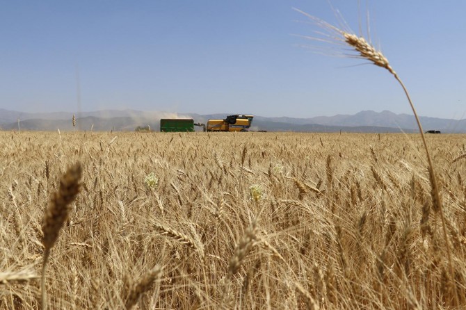 Bingöl’de kavurucu yaz sıcağında buğday hasadı