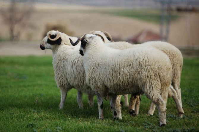 Diyanet heqê qurbanan diyar kir