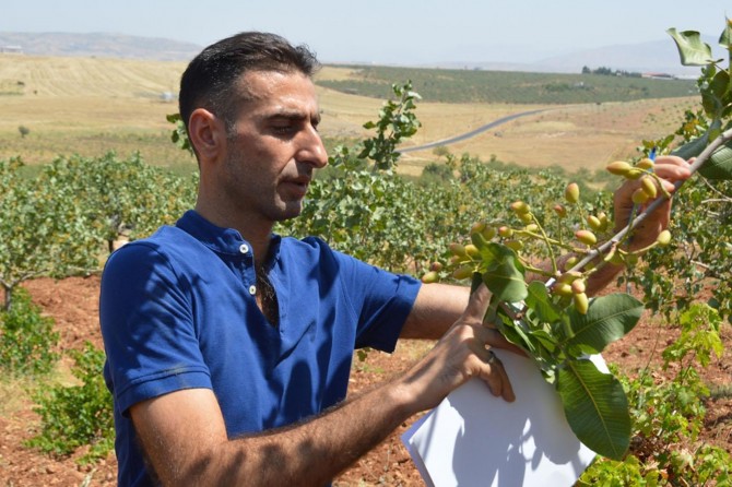 Siirt fıstığı rekolte tahmin çalışması gerçekleştirildi