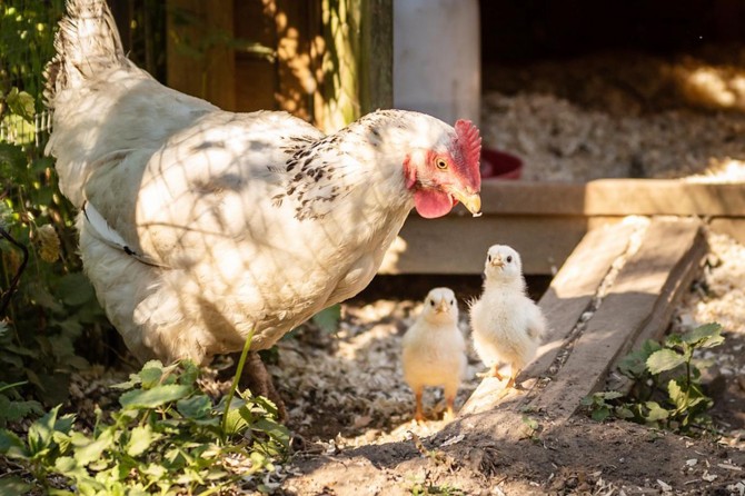 Kümes hayvancılığı üretimi istatistikleri açıklandı