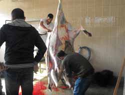 Solhan Çağrı Der'den 428 Aileye Et Yardımı