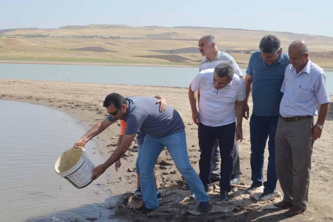 Siirt’te göletlere 120 bin yavru aynalı sazan bırakıldı