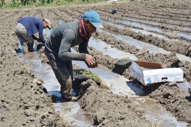 Batman’da karnabahar ekimine başlandı