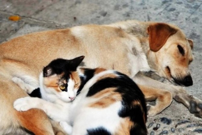 Van Büyükşehir Belediyesinden ev ve süs hayvanları semineri