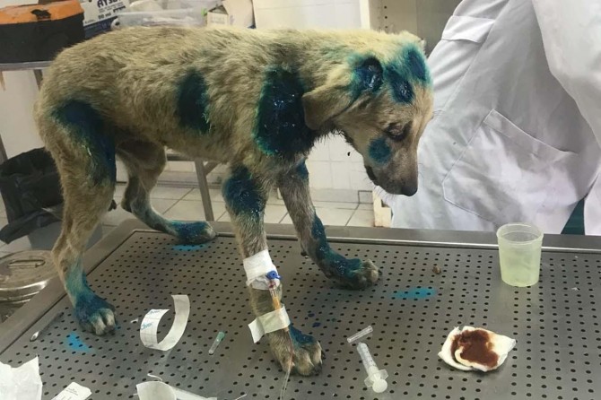 Diyarbakır Hazro'da yavru köpeğe işkence