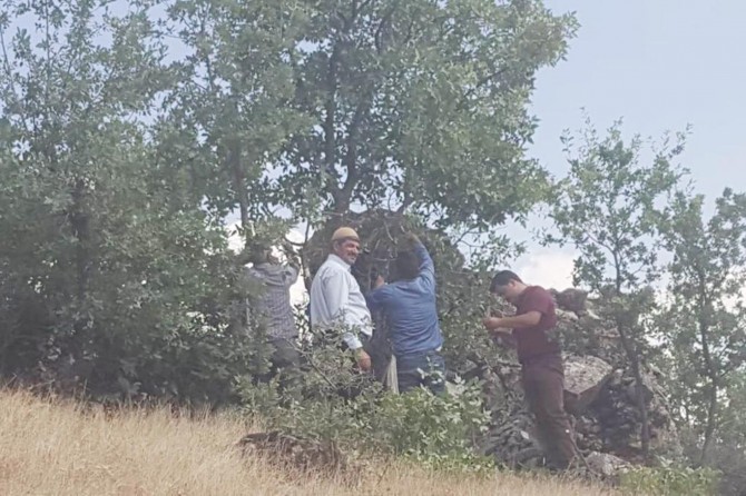 Elazığ Arıcak'ta sakız ağaçlarına antep fıstığı aşısı yapıldı