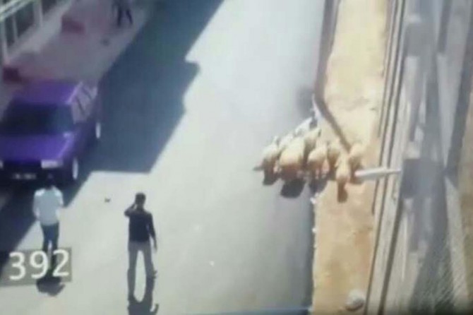 Mardin Nusaybin'de çalınan koyunlar bulundu