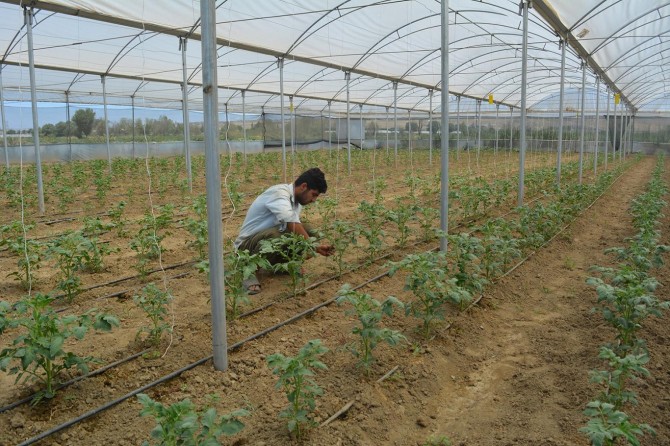 Batman'da çiftçiler serada ikinci ürün ekmeye başladı