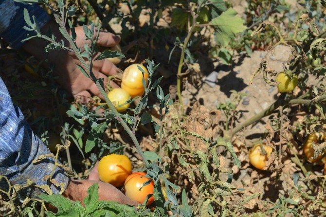 ​Batman’da çiftçinin domateslere bulaşan hastalıkla başı dertte