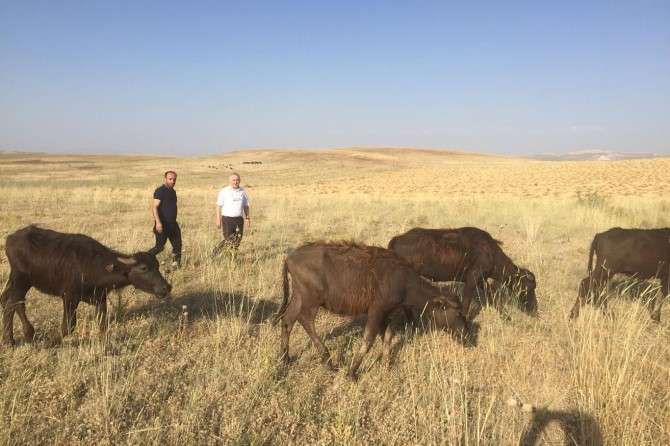 ​Van'ın ilçelerinde genç çiftçilere manda dağıtımı yapıldı
