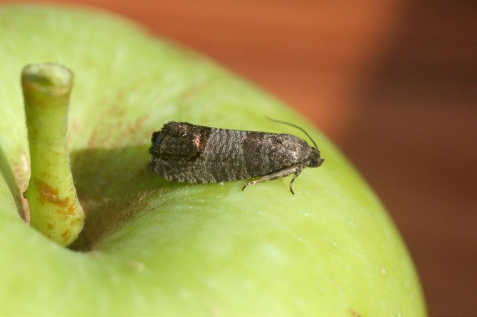 Van'daki elma üreticilerine elma kurdu uyarısı