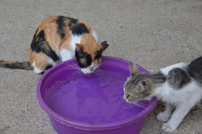 Çocuklarımıza hayvan sevgisini küçükken aşılayalım