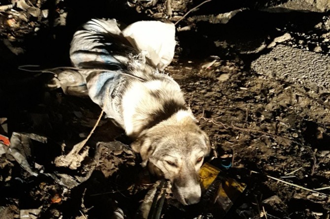 Van'da çuvala sarılı köpeği telle bağlayıp çöpe attılar!