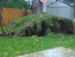 Sandy kasırgası koca ağacı kökünden söktü