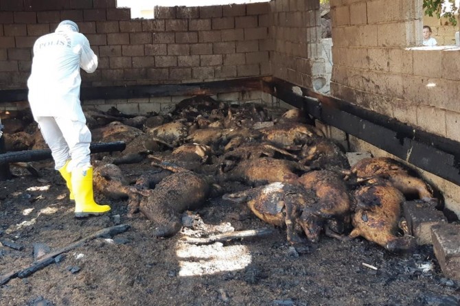 Fire in the barn kills 140 sheep