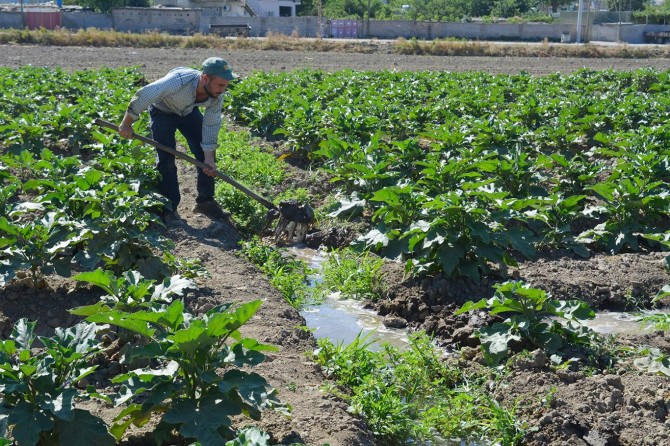 Geçimlerini toprağı işleyerek sağlıyorlar