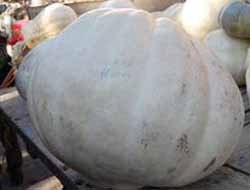 35 Kilo Ağırlıktaki Kabak Görenleri Şaşırttı