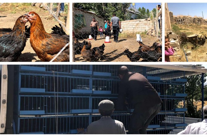 Van’da çiftçilere ATAK-S tavuğu dağıtıldı