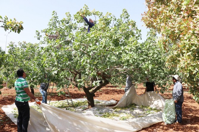Antep fıstığında bu yıl bereketli bir yıl yaşıyoruz