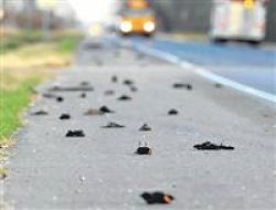 Karatavukların ölüm nedeni