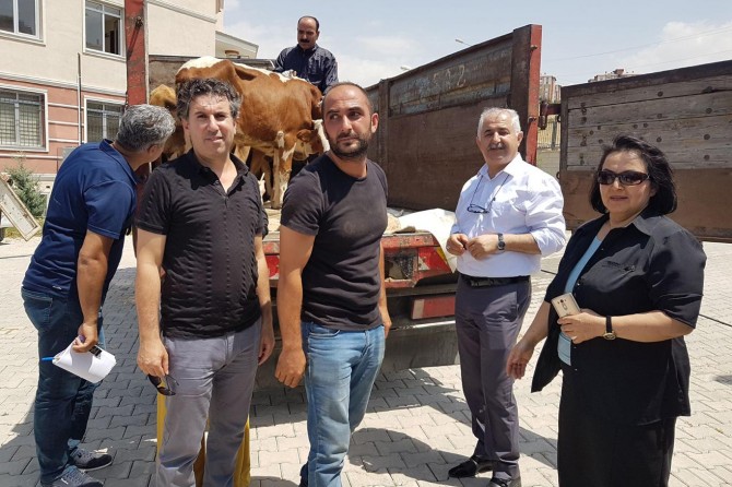 Van'da genç çiftçilere sığır dağıtımı yapıldı