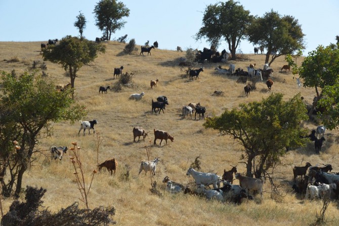 Siirt Şirvan'da verilen destek sayesinde tiftik keçisinin nesli tükenmeyecek