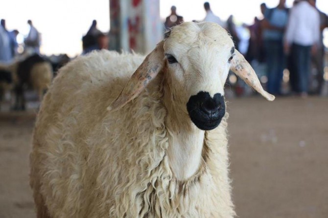 Kurban bağışı yapayım derken siber suçlulara para kaptırmayın